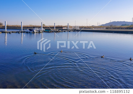 晴朗的冬日早晨，利根川上的天鵝（千葉縣香取市） 118895132