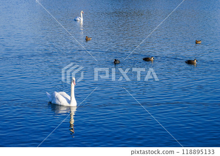 Swans on the Tone River on a clear winter morning (Katori City, Chiba Prefecture) 118895133