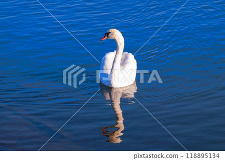 Swans on the Tone River on a clear winter morning (Katori City, Chiba Prefecture) 118895134