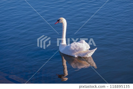 Swans on the Tone River on a clear winter morning (Katori City, Chiba Prefecture) 118895135