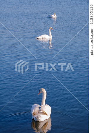 晴朗的冬日早晨，利根川上的天鵝（千葉縣香取市） 118895136