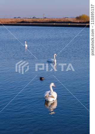 晴朗的冬日早晨，利根川上的天鵝（千葉縣香取市） 118895137