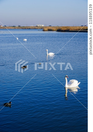 晴朗的冬日早晨，利根川上的天鵝（千葉縣香取市） 118895139