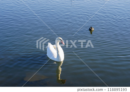 晴朗的冬日早晨，利根川上的天鵝（千葉縣香取市） 118895193