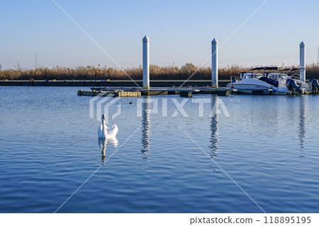Swans on the Tone River on a clear winter morning (Katori City, Chiba Prefecture) Swans on the Tone River on a clear winter morning (Katori City, Chiba Prefecture) 118895195