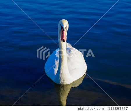 晴朗的冬日早晨，利根川上的天鵝（千葉縣香取市） 118895257