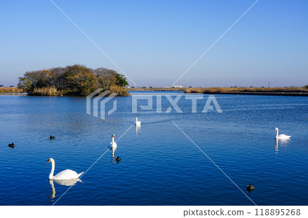 晴朗的冬日早晨，利根川上的天鵝（千葉縣香取市） 118895268