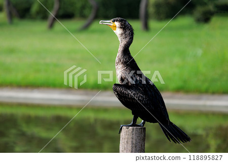 鸕鶿有尖銳的喙，會奮力遊動尋找食物。 118895827