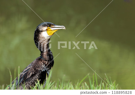 鸕鶿有尖銳的喙,會奮力遊動尋找食物。 鸕鶿有尖銳的喙,會奮力遊動尋找食物。 118895828