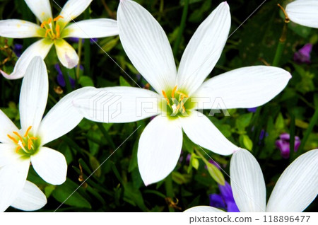 Flower of Thamas Dare 118896477