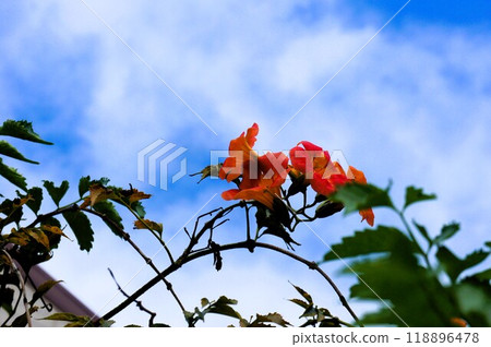 藍天和橙色花 藍天和橙色花 118896478