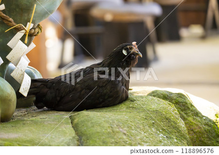 石神神社境內的雞（奈良縣天理市） 118896576