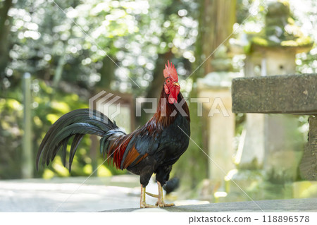 Chickens in the grounds of Isonokami Shrine (Tenri City, Nara Prefecture) 118896578