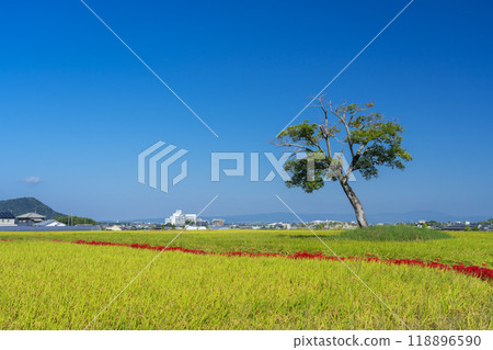 Nara: Red spider lilies and rice plants at the Furumiya ruins Nara: Red spider lilies and rice plants at the Furumiya ruins 118896590