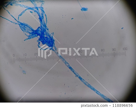 Mold size measured with a micrometer Mold size measured with a micrometer 118896656