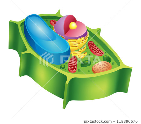 Vector illustration of the Plant cell anatomy structure. Educational infographic 118896676