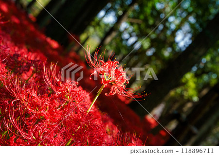 red spider lily red spider lily 118896711