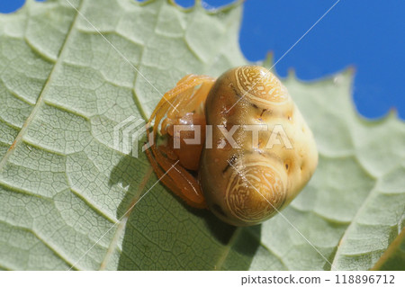 Otorino Fundamesi (female) 118896712
