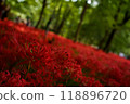 Cluster amaryllis blooming in the forest 118896720
