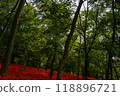 Red spider lilies surrounded by greenery 118896721