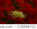 red spider lily 118896722