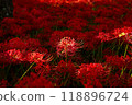red spider lily 118896724