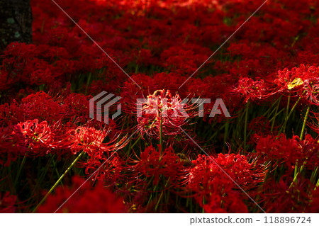 red spider lily red spider lily 118896724