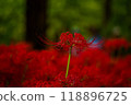 Red cluster amaryllis blooming in the forest 118896725