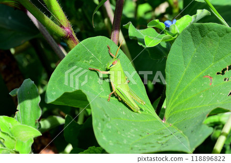 Grasshopper and ground locust larvae Grasshopper and ground locust larvae 118896822