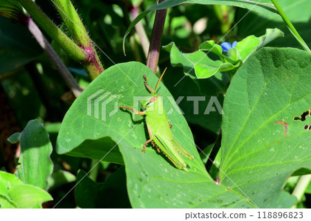 Grasshopper and ground locust larvae Grasshopper and ground locust larvae 118896823