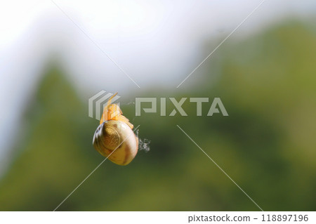 Hanging Large-breasted Flycatcher (female) 118897196