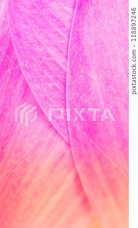 Lotus Flower Petals Close-Up. Soft Pink Tones for Tranquility and Wellness Concepts 118897246