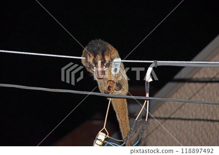 Hakubicin Hakubicin 118897492