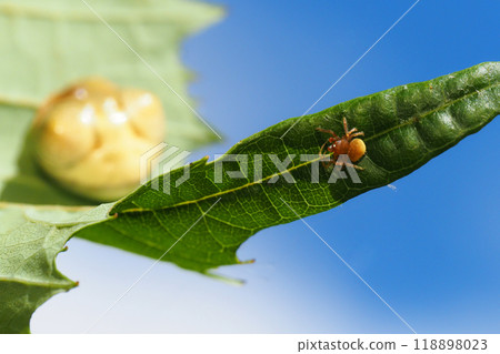 Large-eared hawk moth (male in front, female in back) 118898023