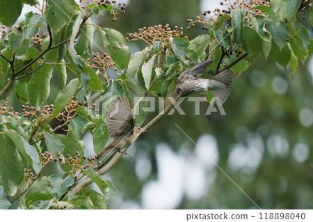 紅胸鶲和黃耳鶲聚集在山茱萸樹上 紅胸鶲和黃耳鶲聚集在山茱萸樹上 118898040