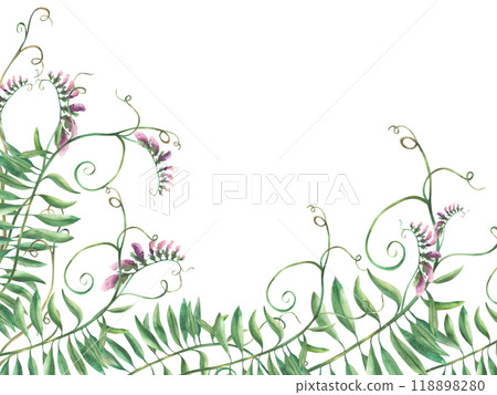 Wildflowers floral banner. Watercolor Mouse peas climbing plant with pink flowers, buds and curly wild herbs. Hand drawn illustration. Corner template isolated from background. Meadow grass clipart 118898280