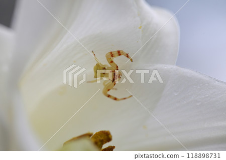 Azuchigumo and white flowers Azuchigumo and white flowers 118898731