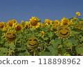Lots of smiles 118898962
