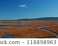 Coral grass of Lake Notori 118898963
