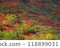 Ginsendai in Autumn 118899031