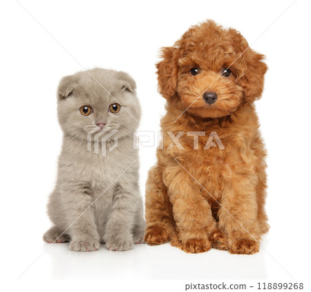 Poodle Puppy and Scottish Fold Kitten Sitting Together 118899268