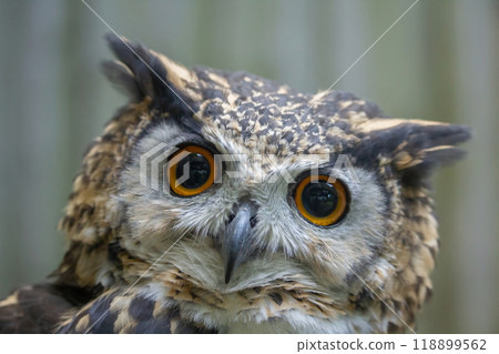 Cape Eagle Owl, bubo capensis Cape Eagle Owl, bubo capensis 118899562