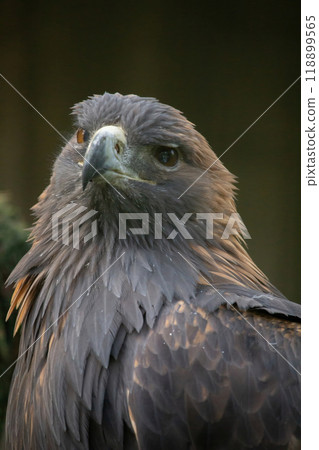 golden eagle is looking in the cam 118899565