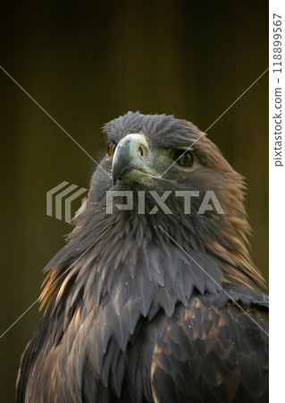 golden eagle is looking in the cam 118899567