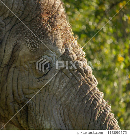 Close-up of African Elephant (Loxodonta africana). 118899573