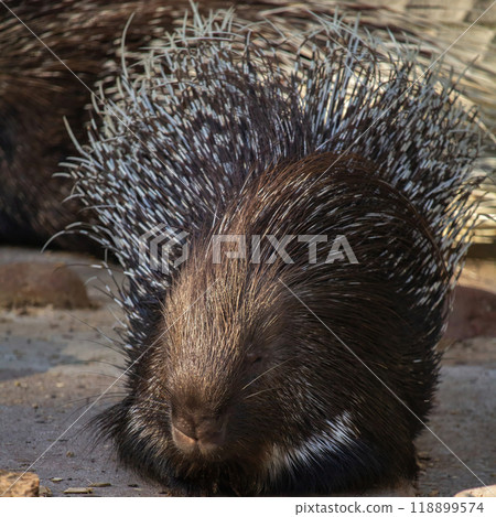 Full body of crested porcupine (hystrix cristata). 118899574