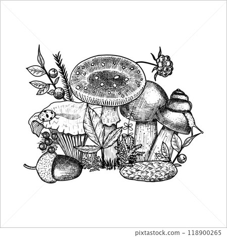 Hand draw mushrooms with acorns, pine cone, moss, berries, snail. Vector illustration 118900265