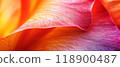 Colorful petal with water drops, close-up view 118900487