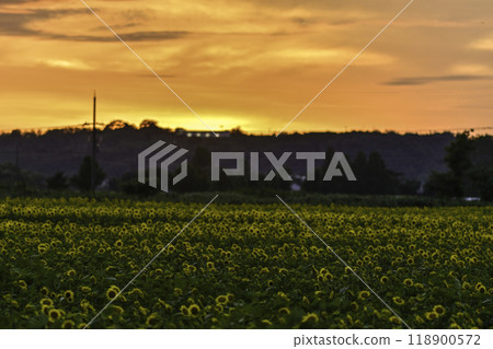 Kahoku Lagoon Reclaimed Land Sunflower Village where sunflowers are in full bloom 118900572