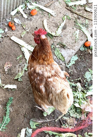 White chicken 118900621